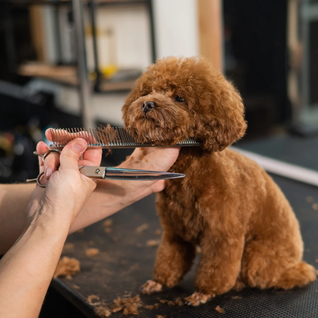 Puppy Groom