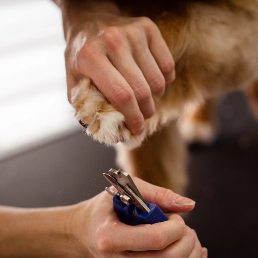 Nail Trim
