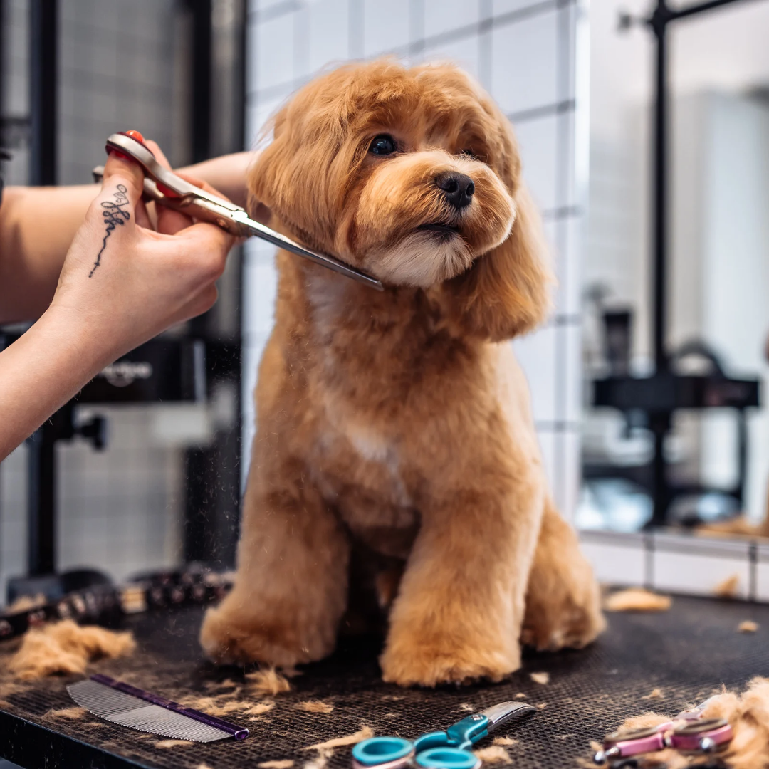 Full Service Groom – My Lovely Paw